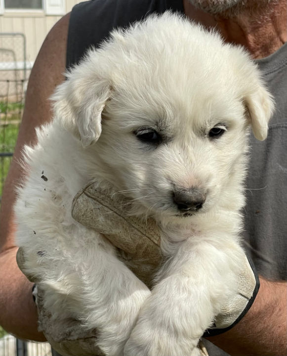 Great Pyrenees Puppies